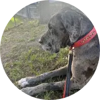 Jackson:  purchased leather, customized dog collar